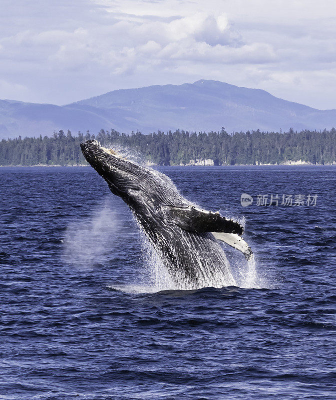 破壳座头鲸(Megaptera novaeangliae)是须鲸的一种。它是一种rorqual (Balaenopteridae家族的成员)，是大翅目属的唯一物种。弗雷德里克海湾，阿拉斯加。